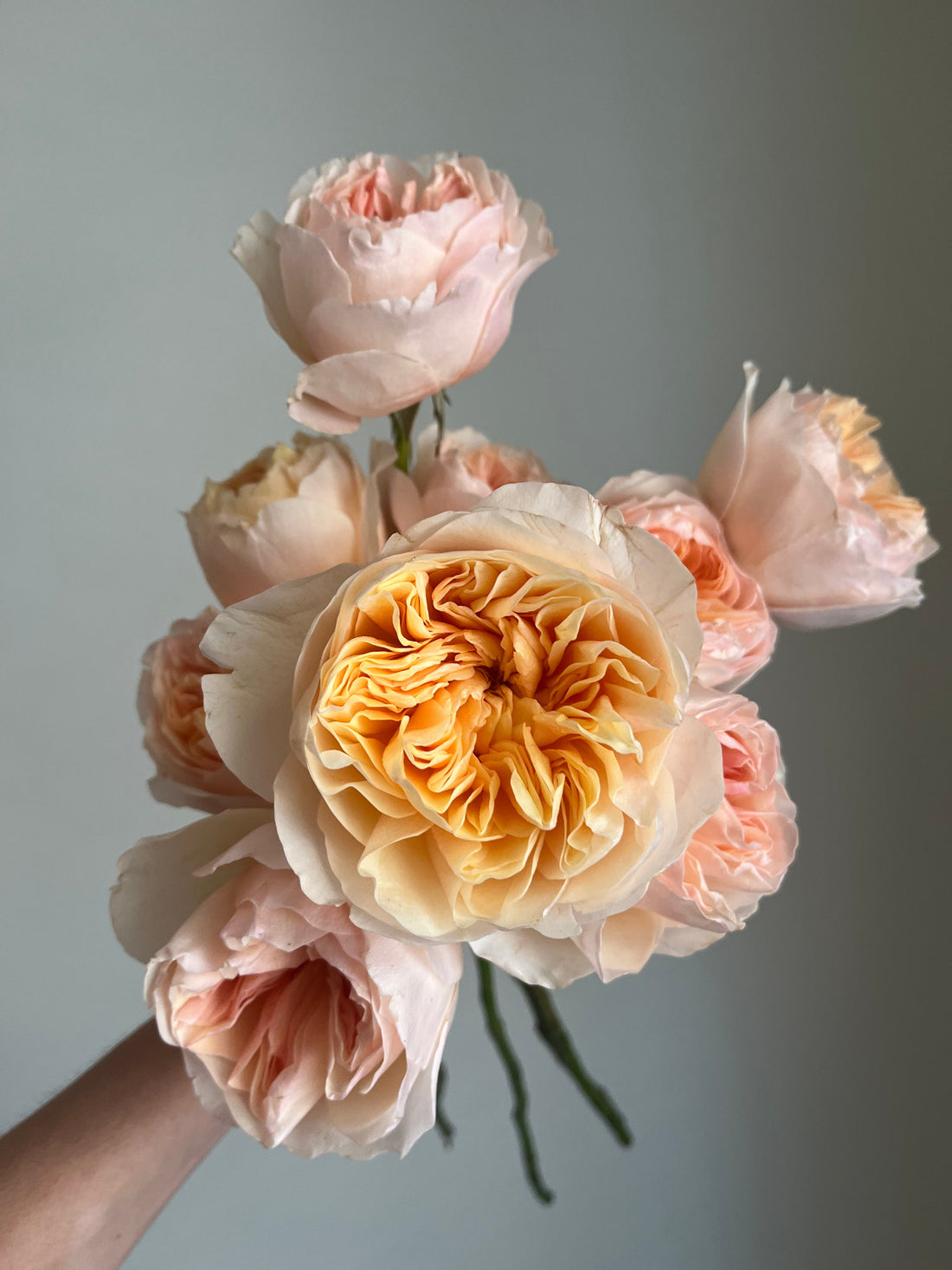 5 Garden Roses We Love & Why