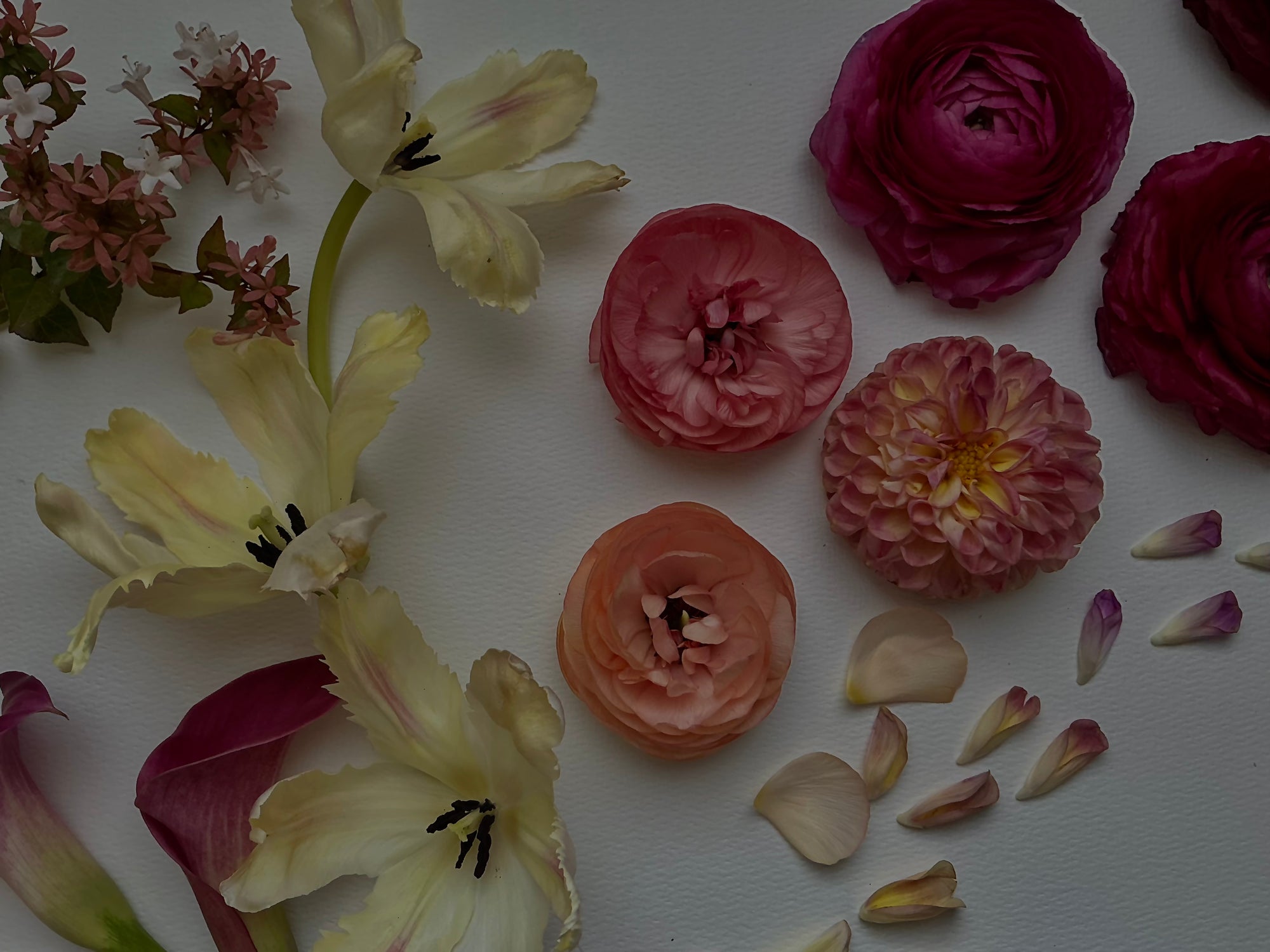 Arrangement of various flowers on a white background